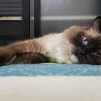 あいのすけ