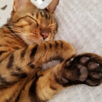 ぷーすけ