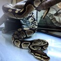 ボールパイソンオス♂