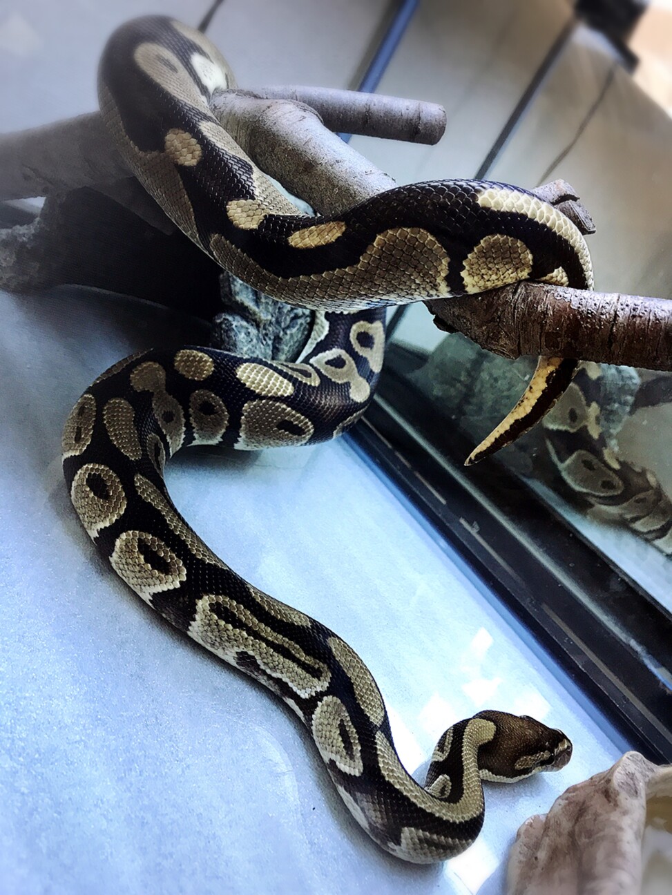 ボールパイソンオス 東京都 爬虫類 他の里親募集 ペットのおうち 月間利用者150万人