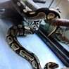 ボールパイソンオス♂ サムネイル2