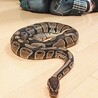 ボールパイソンオス♂ サムネイル3