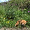 父の草刈りに付き添いで畑に行った時の様子
