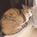 【ワクチン・避妊手術済】２歳♀猫ちゃんの里親募集