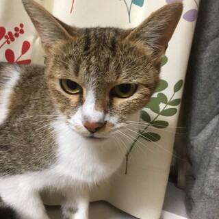 このやさしい猫の里親になってください。
