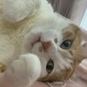 おぎりん