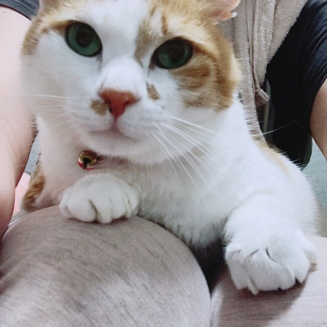 おぎりんのカバー写真