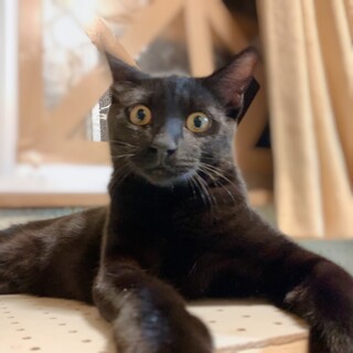 うにくん☆艶々毛並みの黒猫くんです