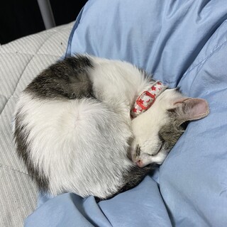 里親募集