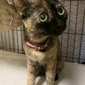 穏やか、人が好き「マイ」