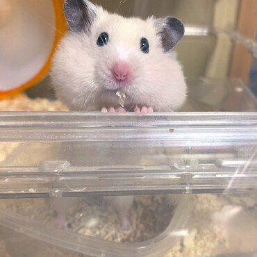 素材をお口に詰め込んだぱんぱんハムスター笑