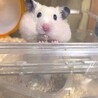 素材をお口に詰め込んだぱんぱんハムスター笑
