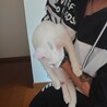 人懐っこい白猫(黒点あり)のミンジちゃん サムネイル2