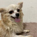 チワワ　キャロルちゃん　里親募集