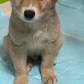 ぽんたくんの家族を探します。