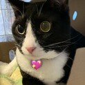 甘えっ子で人好き「ロン」