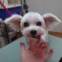 とにかく美形のシニアマルチーズ「ぐみちゃん」