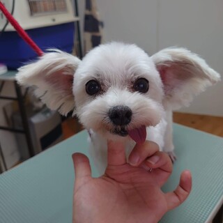 とにかく美形のシニアマルチーズ「ぐみちゃん」