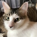 ハート柄を持つルイちゃん