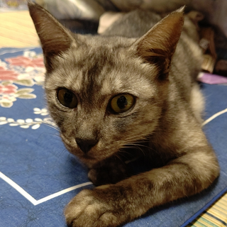 ちびちゃん・・ありがとうございました。