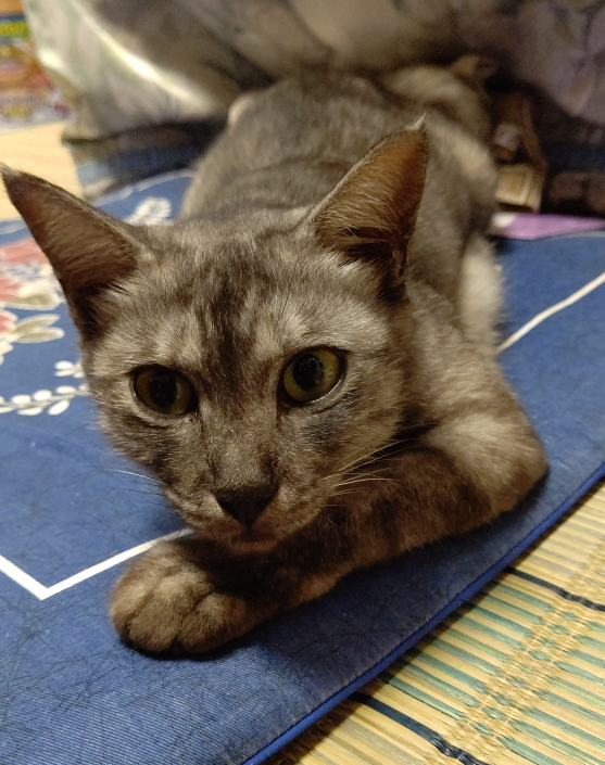 ちびちゃん・・ありがとうございました。 サムネイル2