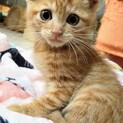 捨てられてた茶トラん6匹