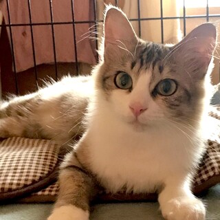 可愛い顔のミミちゃん