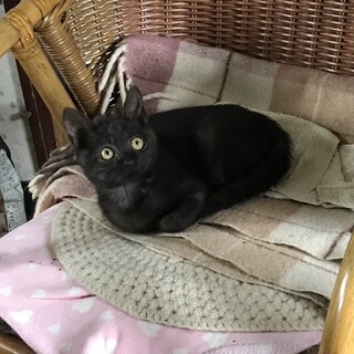 黒猫胸元ダイヤ型　約２ヵ月半　10/18譲渡会予定