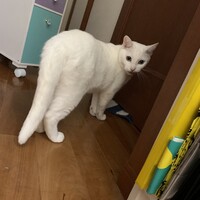珊瑚