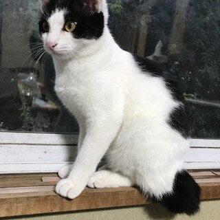 8か月の女の子♡カギ尻尾の白黒猫　避妊手術済み