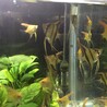 生後半年のエンゼルです！ サムネイル3