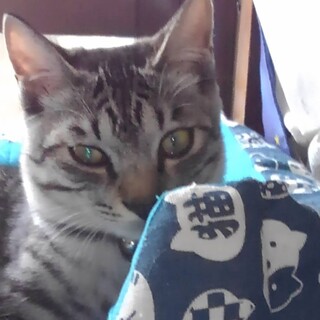 ⭐️急募⭐️サバトラ　6カ月 男の子