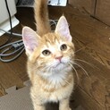 茶トラのこむぎちゃん。交渉中です。