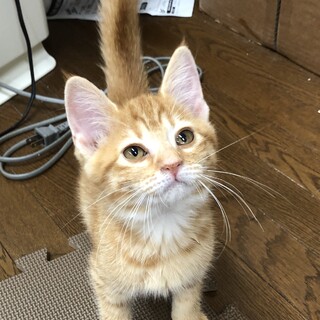 茶トラのこむぎちゃん。交渉中です。