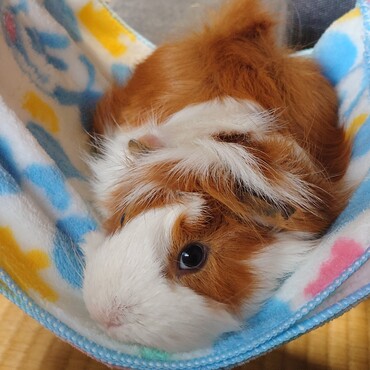 ハンモック大好き～♪