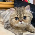 穏やかなペルシャミックス　右脚先端部欠損　