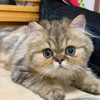 穏やかなペルシャミックス　右脚先端部欠損　