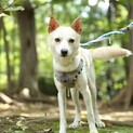 カイ君　人にも犬にもフレンドリー