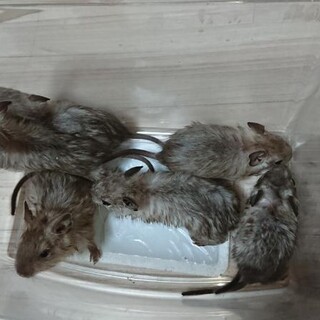 デグーの里親さん募集