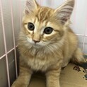 長毛茶トラの男の子、ししまる君。