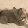 ししまる＊