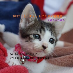 ＊子猫が中心譲渡会＊大人猫も少し参加します