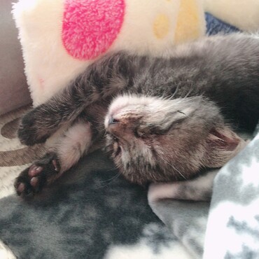 お昼ご飯食べてる間も眠かったみたいで食べ終わったら即寝しました♡