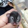 希少!!長毛サテンのハムスターBaby サムネイル2