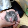 希少!!長毛サテンのハムスターBaby サムネイル3