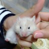 希少!!長毛サテンのハムスターBaby サムネイル4
