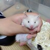 希少!!長毛サテンのハムスターBaby サムネイル5