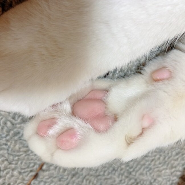 るぱん222のカバー写真