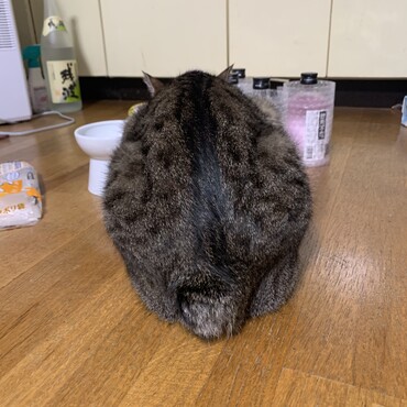 うさぎのしっぽ。獣医さんが「こんなに短いのは初めて見たよ」といってました。