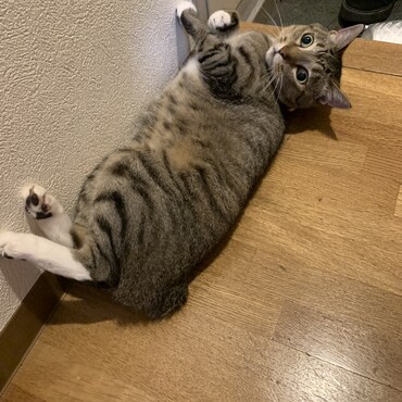 両手に白手袋、両足に白足袋をはいてます。